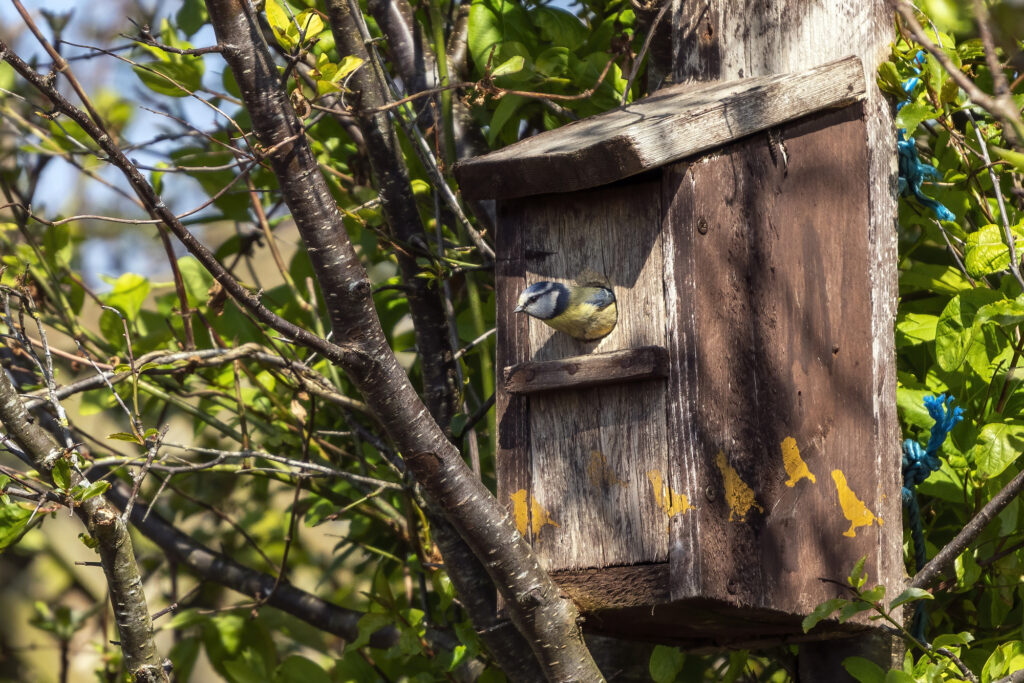 Blue tit in nest box