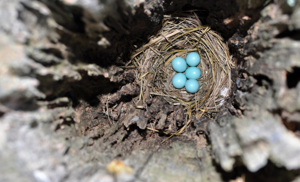 Bluebird nest and eggs inside a hollow fence post