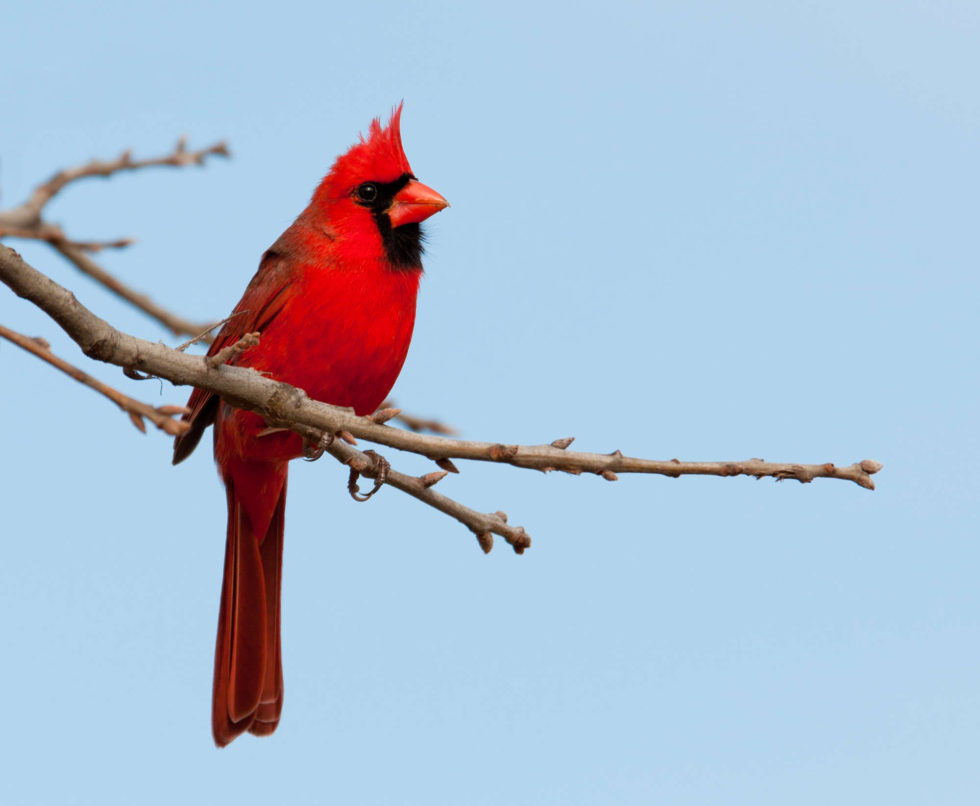 Bright red Northern Cardinal male in an Oak tree in winter