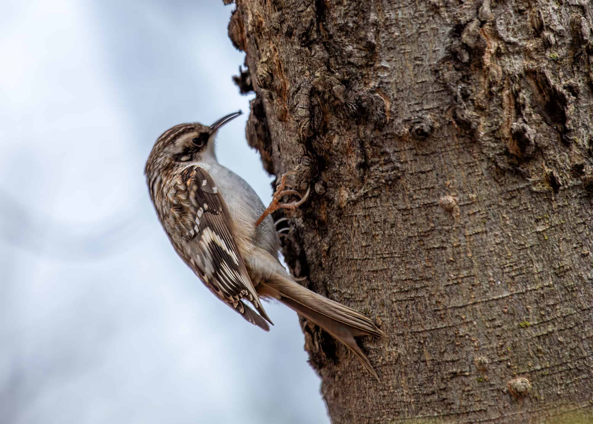 Brown Creeper