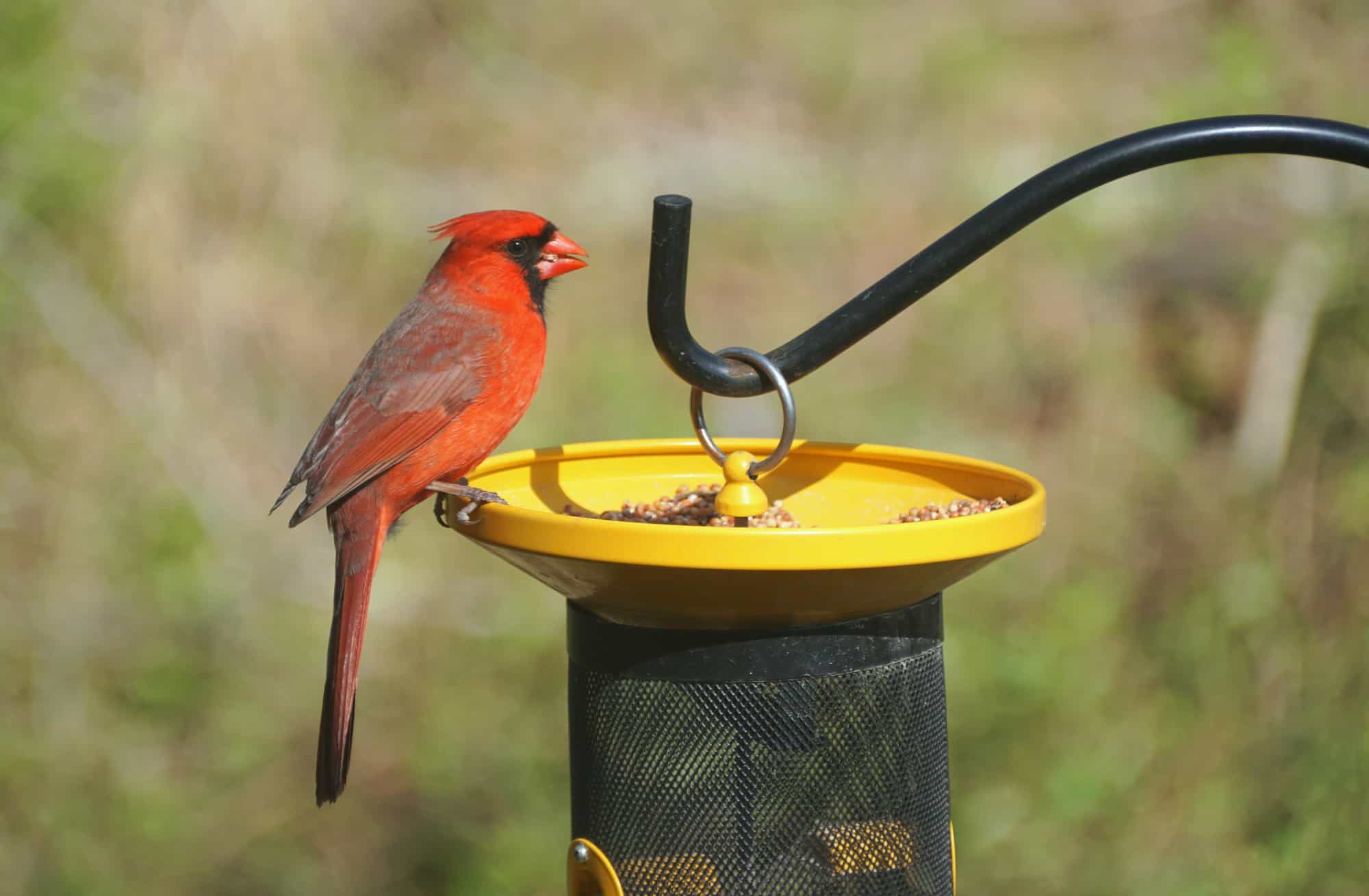 Cardinal Feeding Mistakes