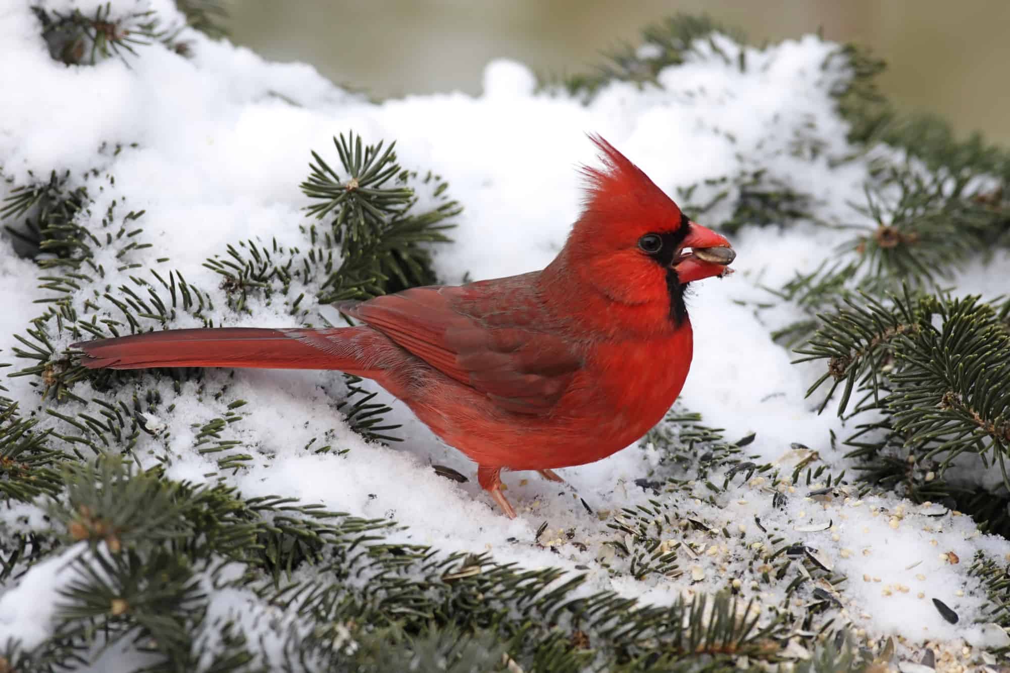 Cardinal In Snow