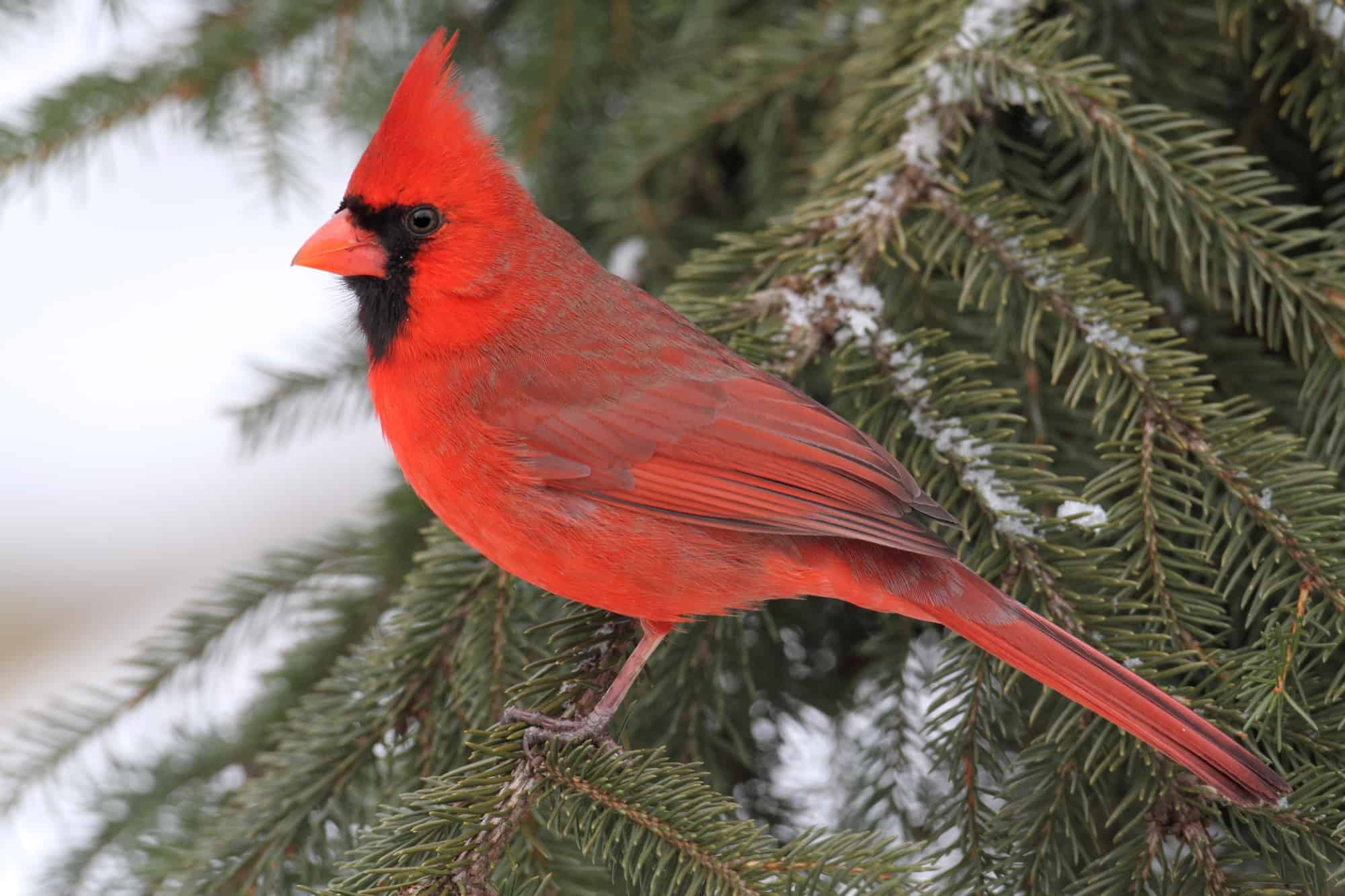 Cardinal In Snow