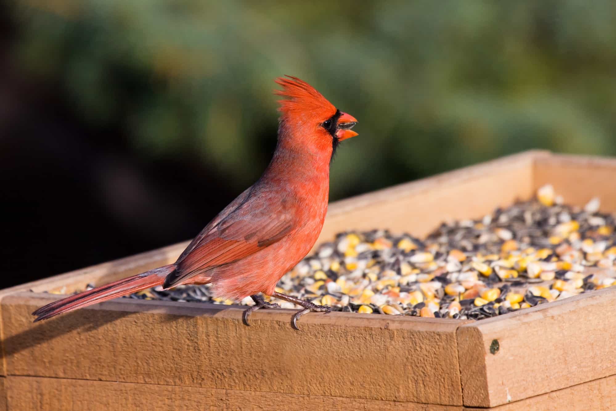 Cardinal at the feeder eating sunflower seeds and corn