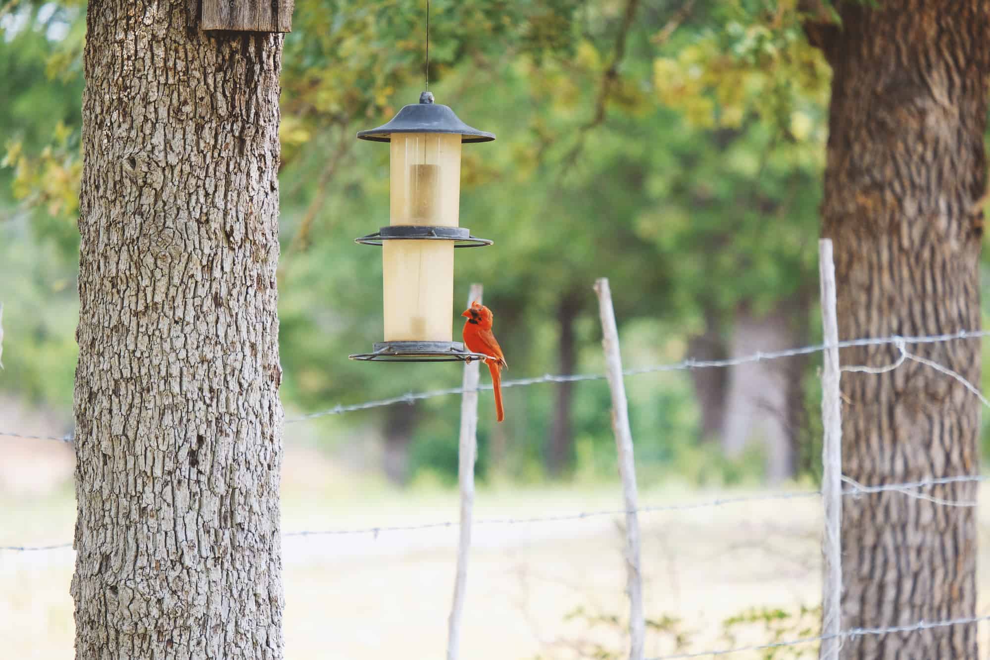 Cardinal bird at feeder in yard