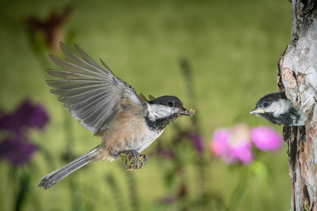 chickadee flies back to its nest