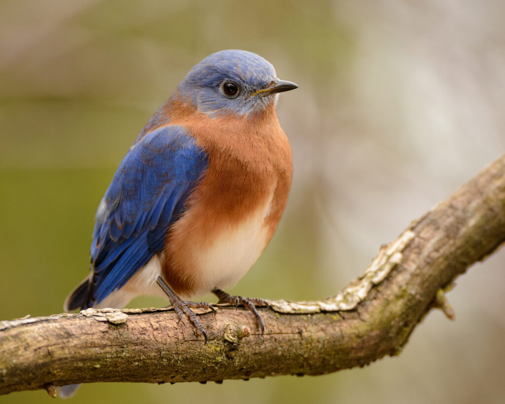 Close up view of a Western Bluebird resting on a branch