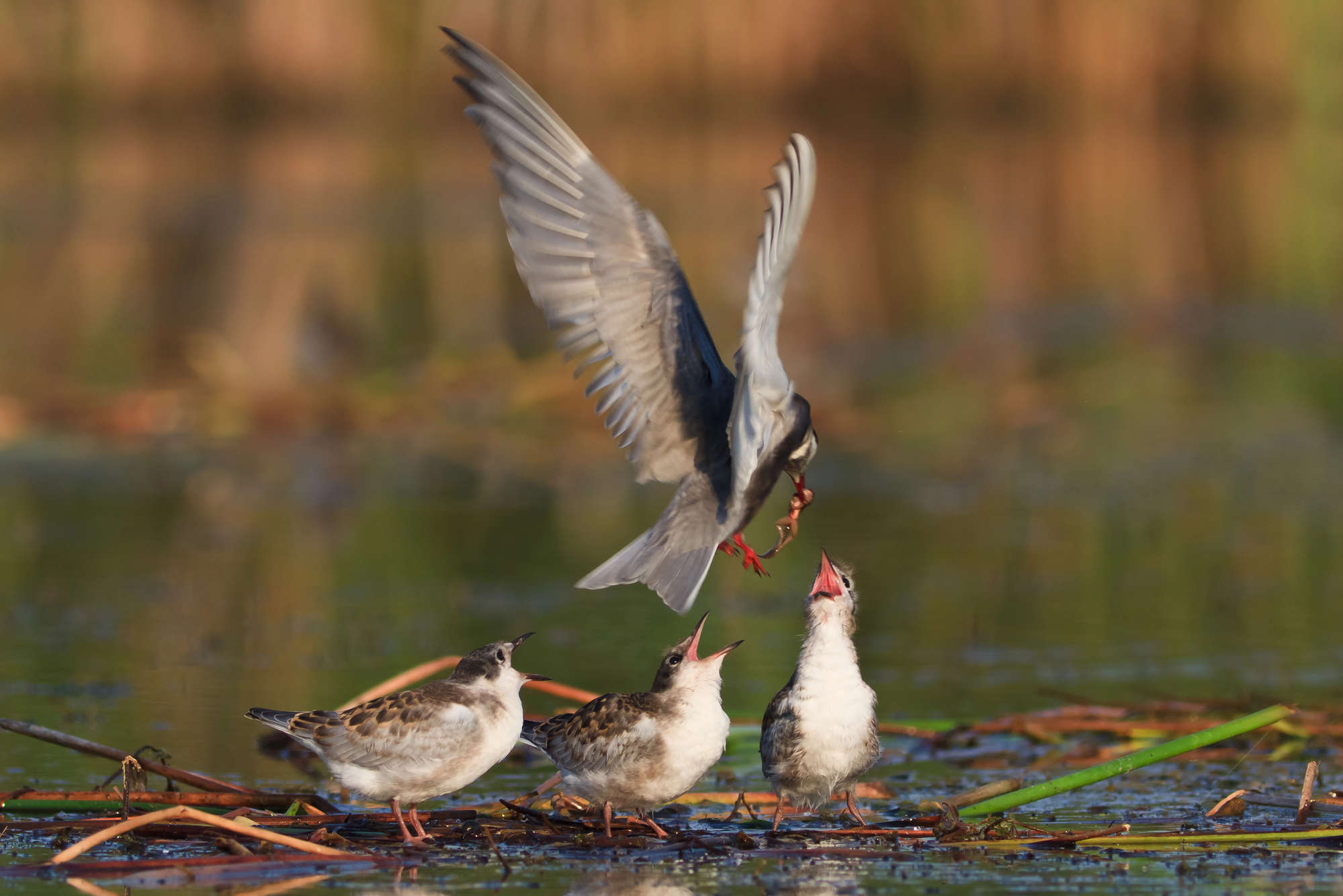 Common Tern