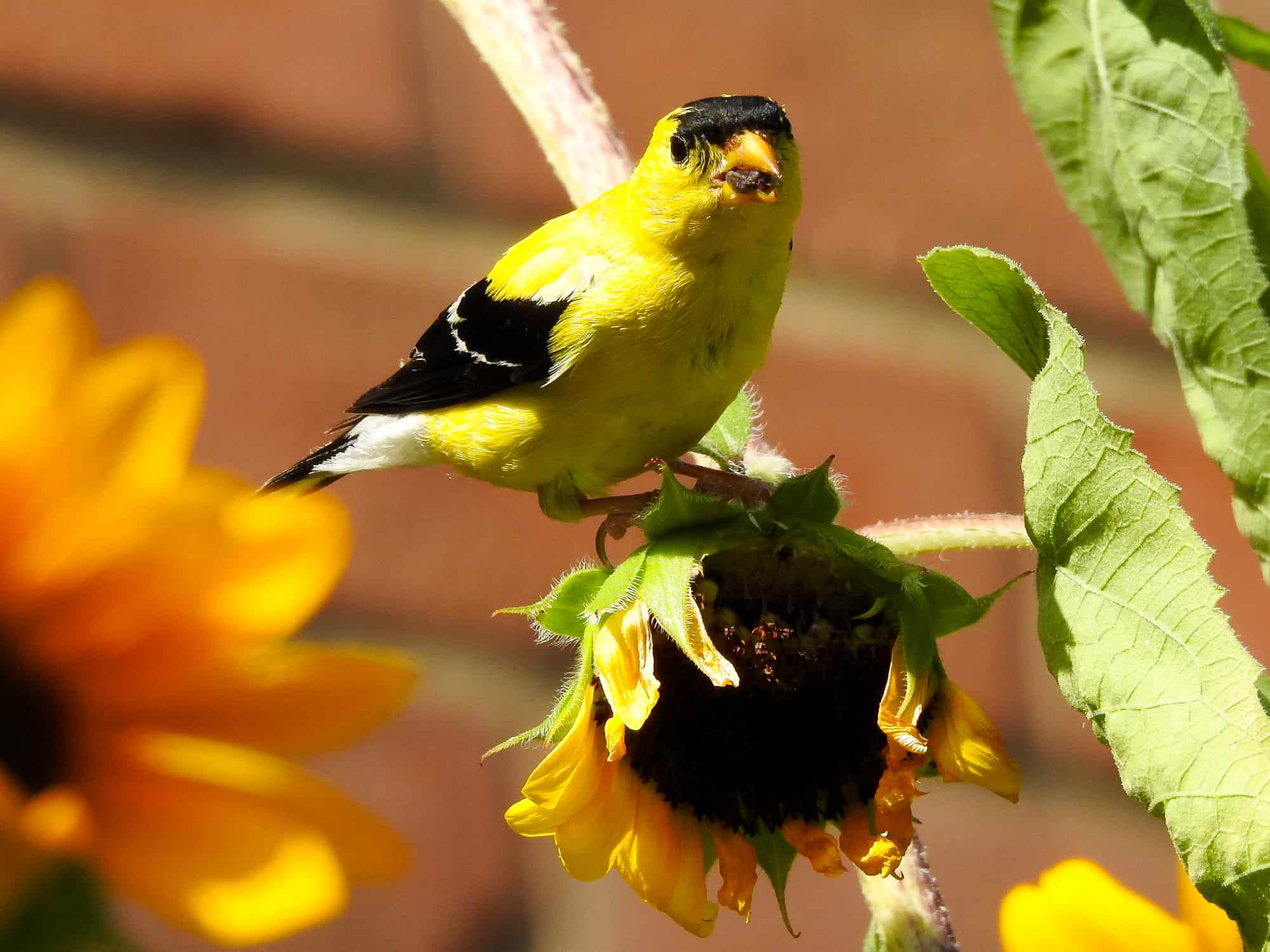 Cute American Goldfinch Bird