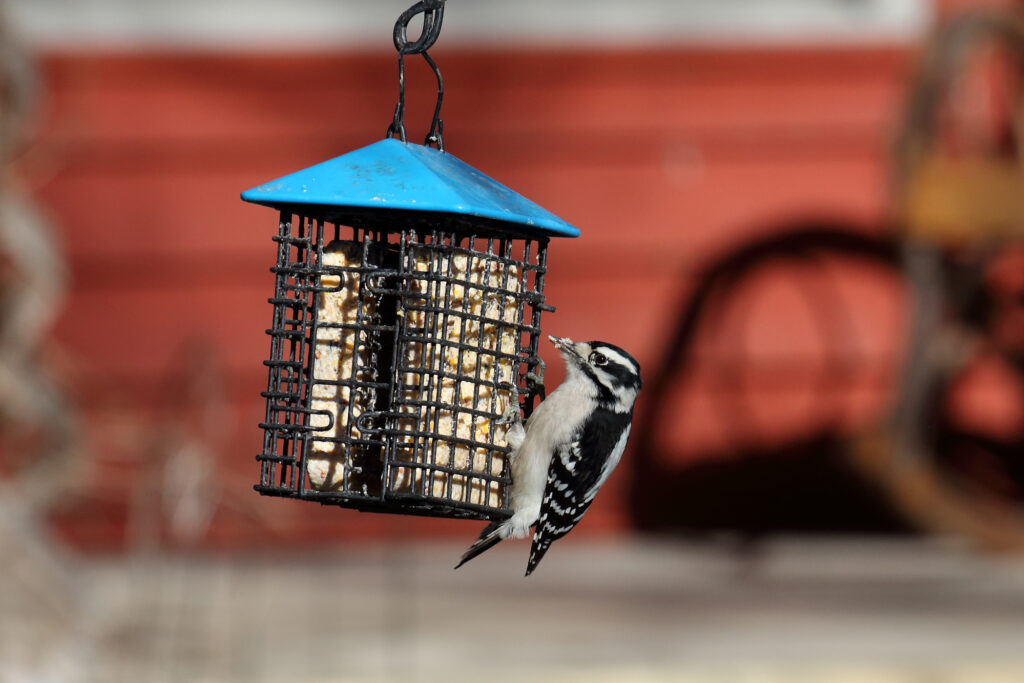 Downy woodpecker at a suet feeder