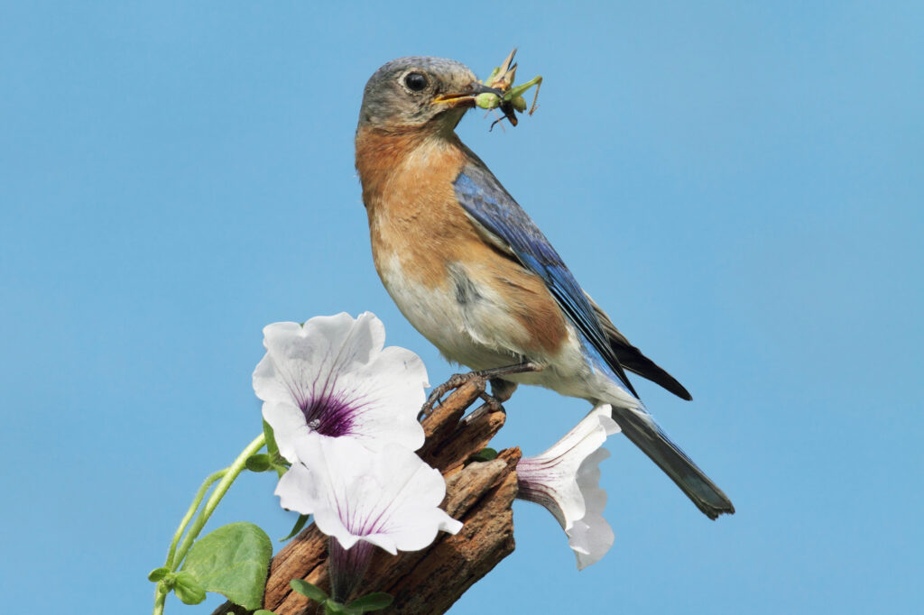 Eastern Bluebird