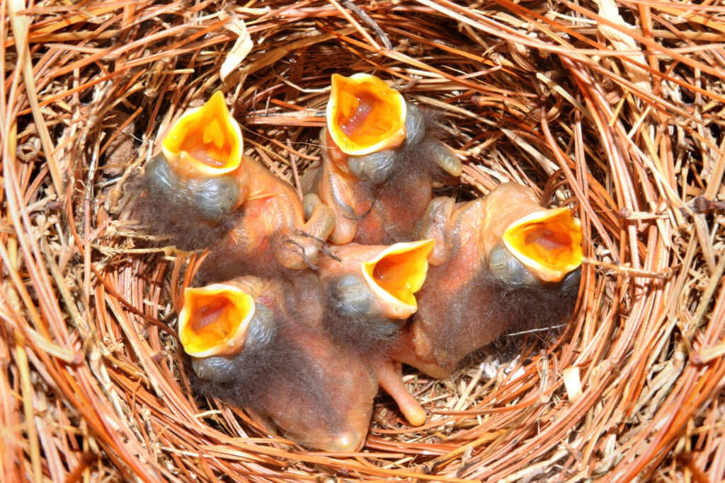 Eastern Bluebird (Sialia sialis) nest 