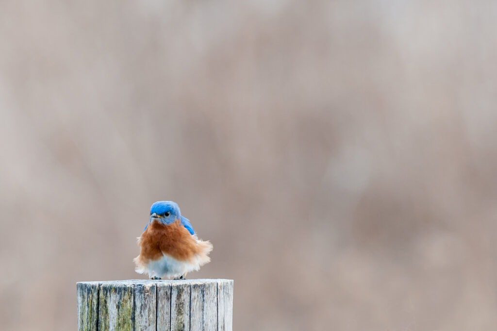 Eastern Bluebird with Ruffled Feathers