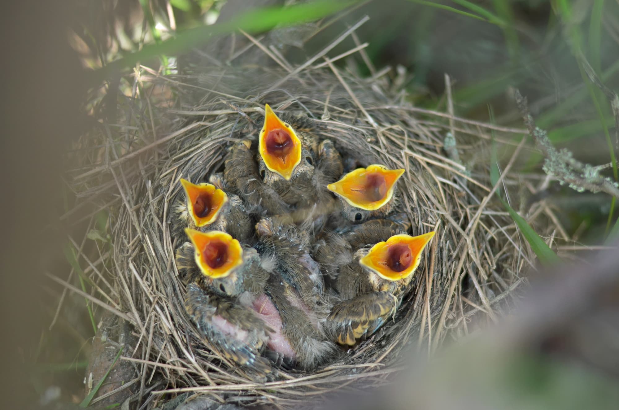 Five newborn baby birds of a Song Thrush