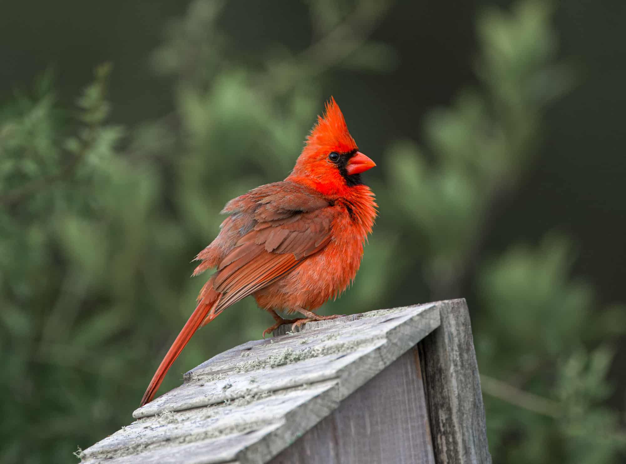 Fluffy Male Northern Cardinal