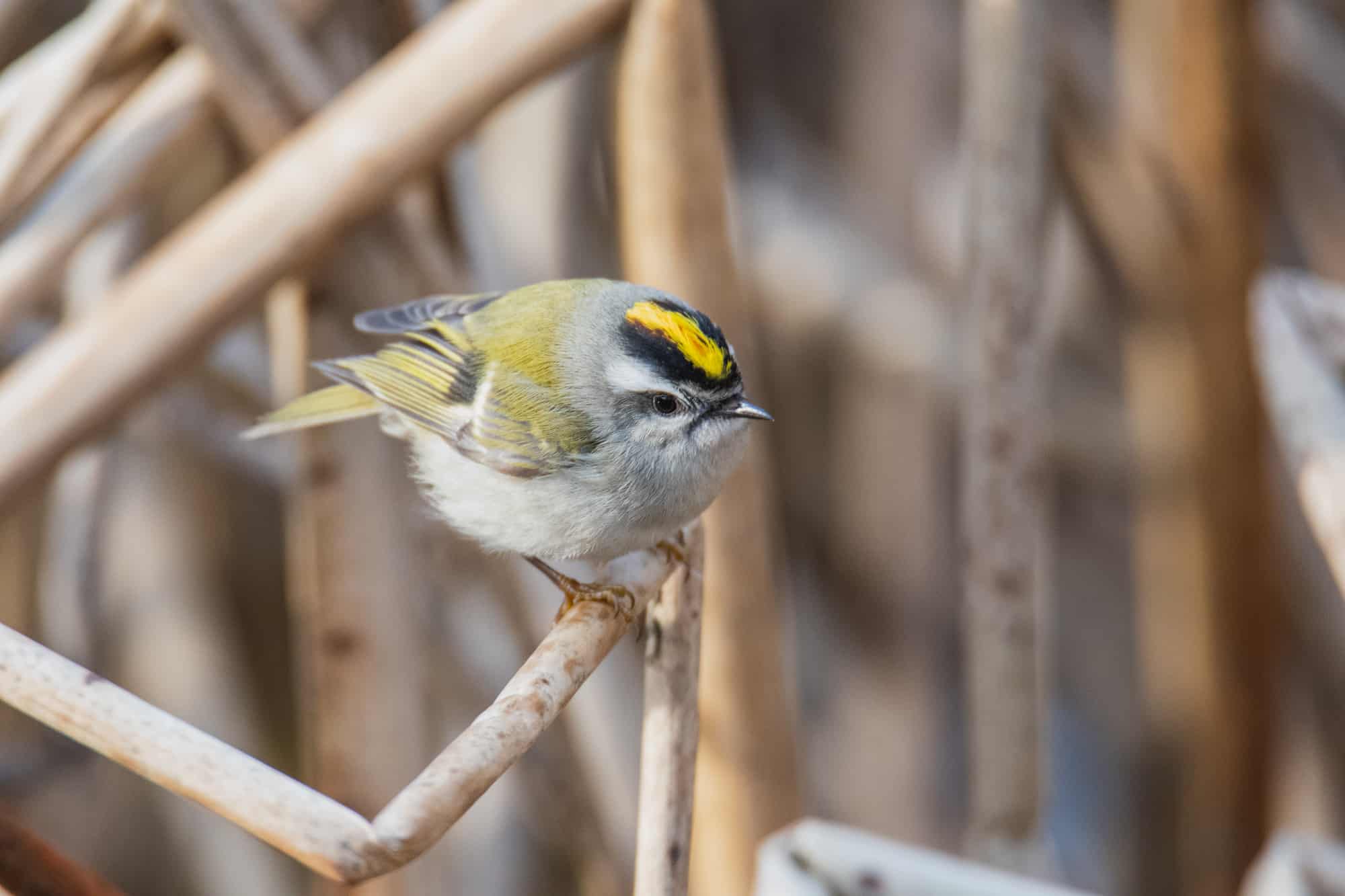 Golden-crowned Kinglet