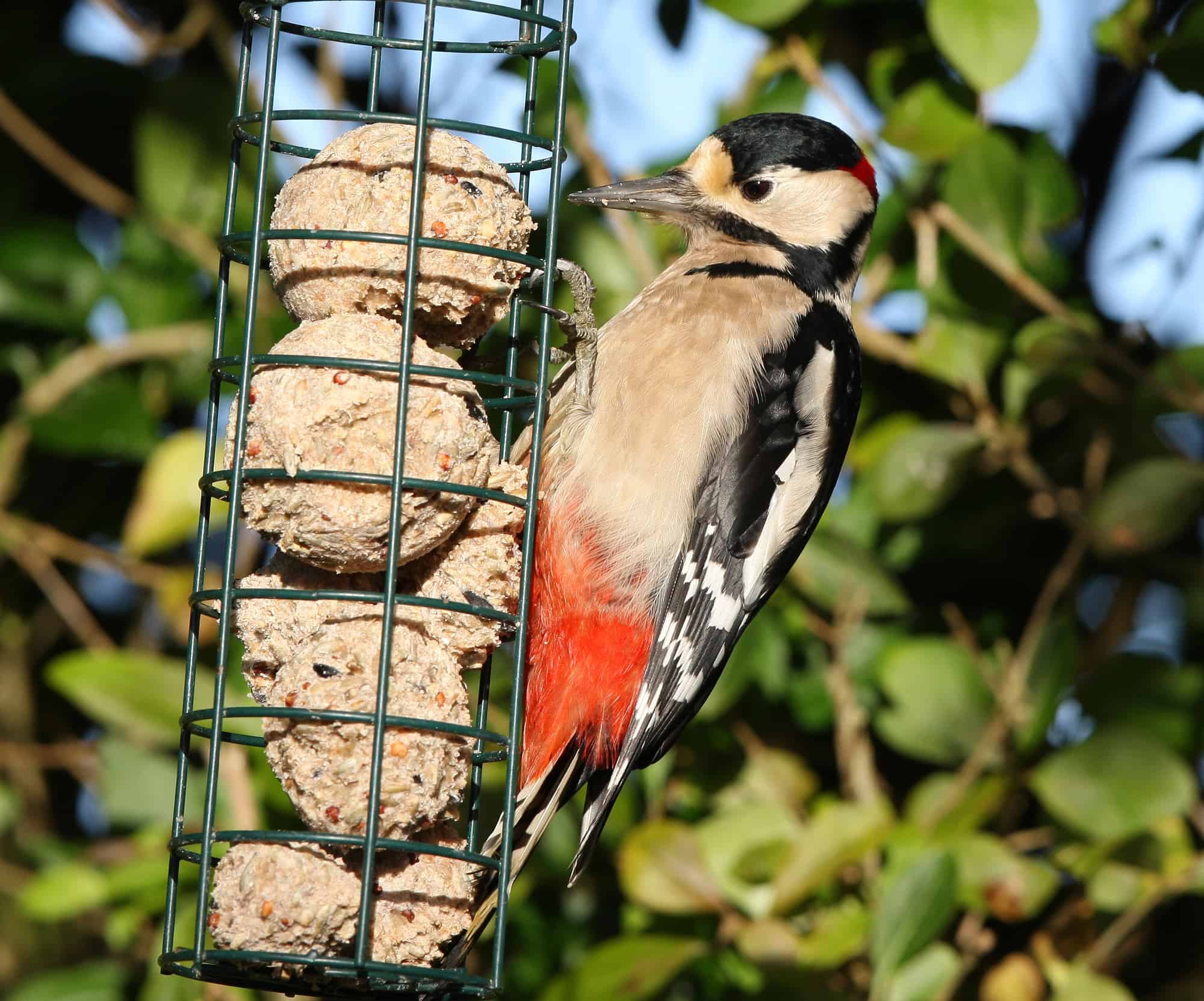 Great Spotted Woodpecker