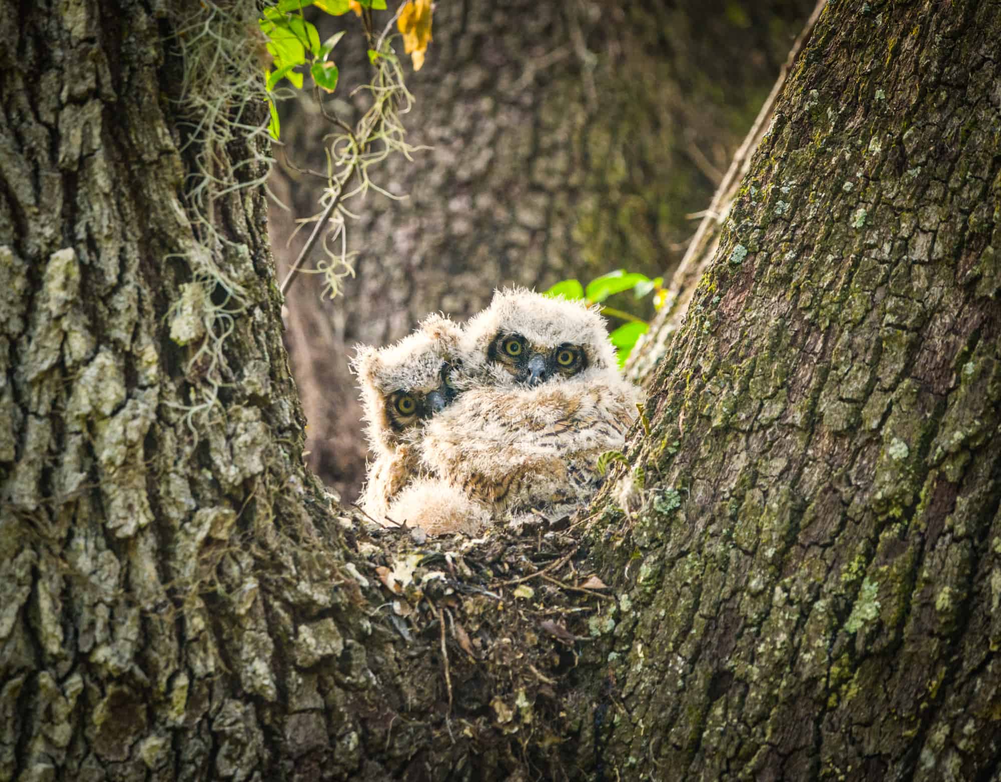 Great horned owl babies