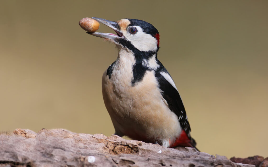 Great spotted woodpecker with nuts in beak closeup portrait