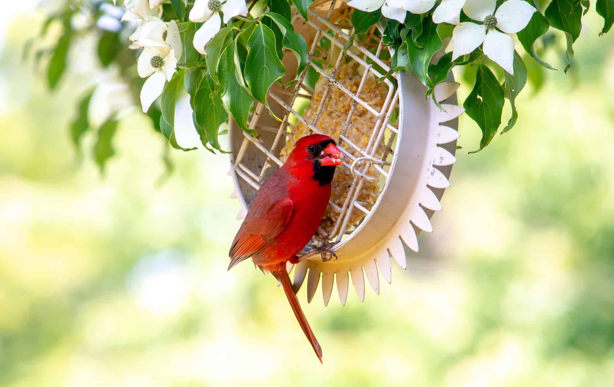 Happy scarlet cardinal eats from a suet feeder