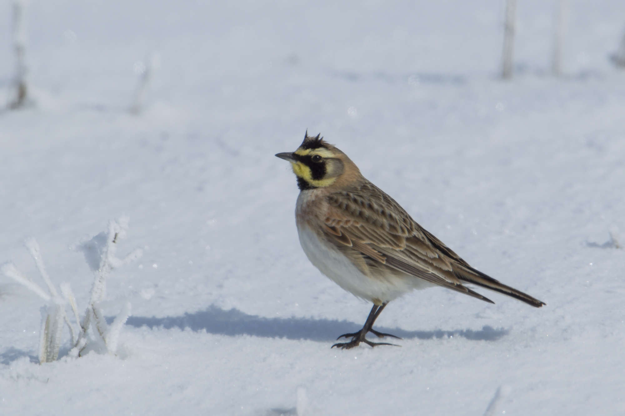Horned Lark