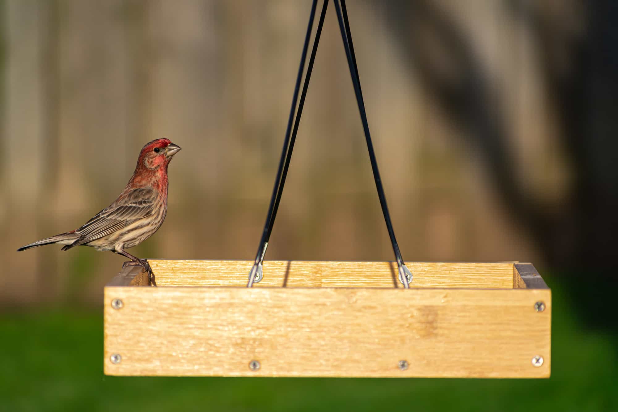 House Finch on wooden platform feeder