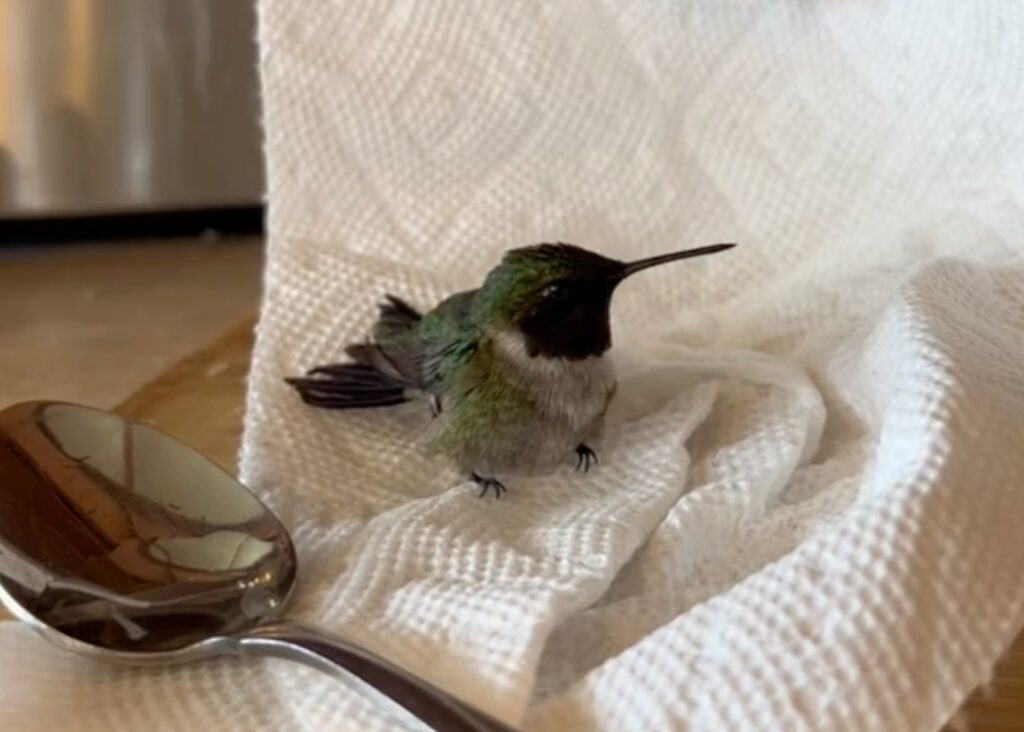 Hummingbird rescue video reaction