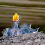 hungry barn swallow
