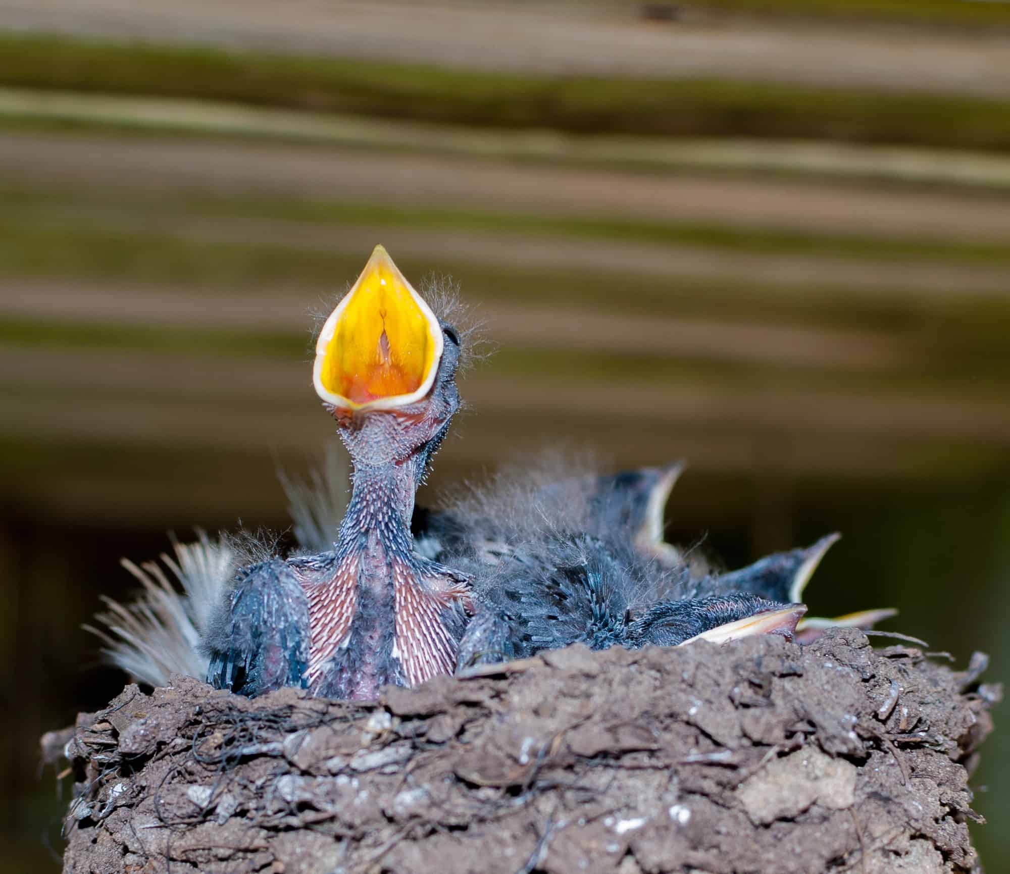 hungry barn swallow