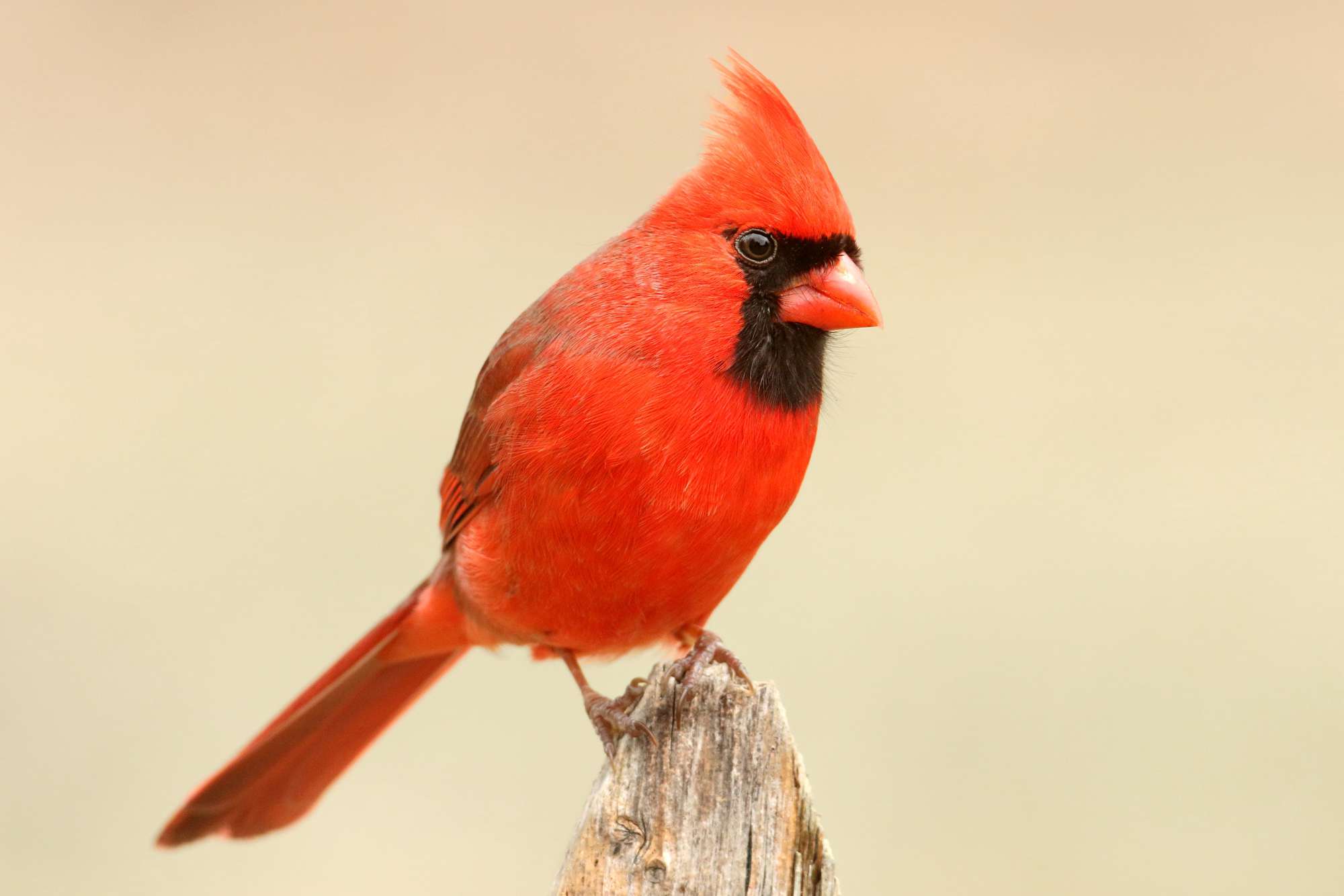 Male Cardinal On a Fence