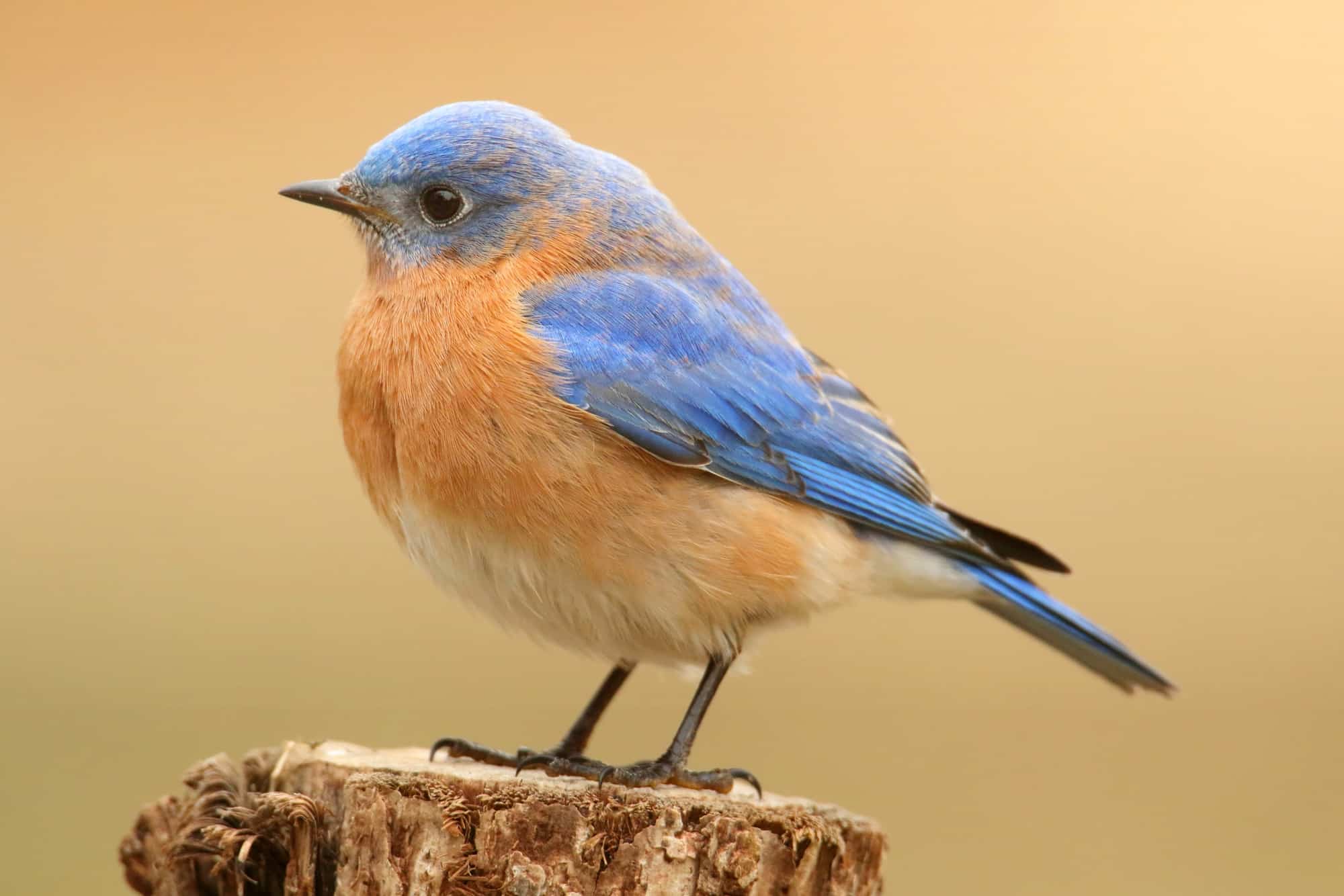 Male Eastern Bluebird