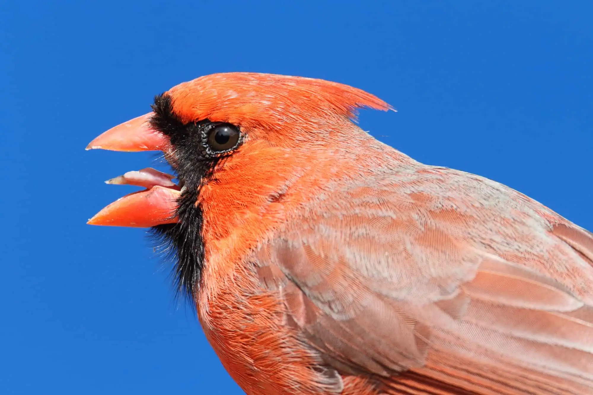 Male Northern Cardinal