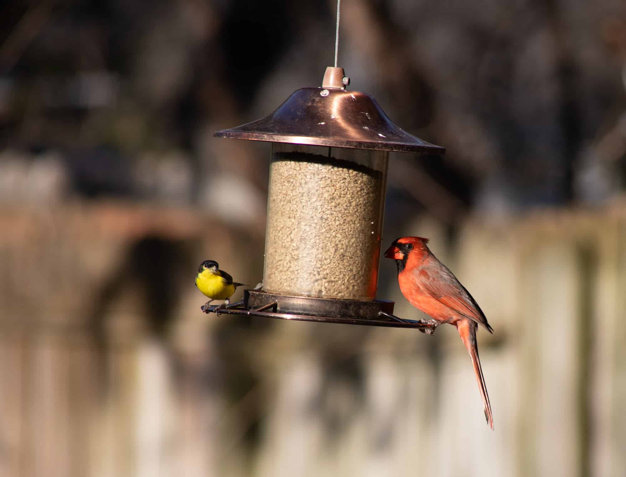 Male cardinal and goldfinch on a bird feeder