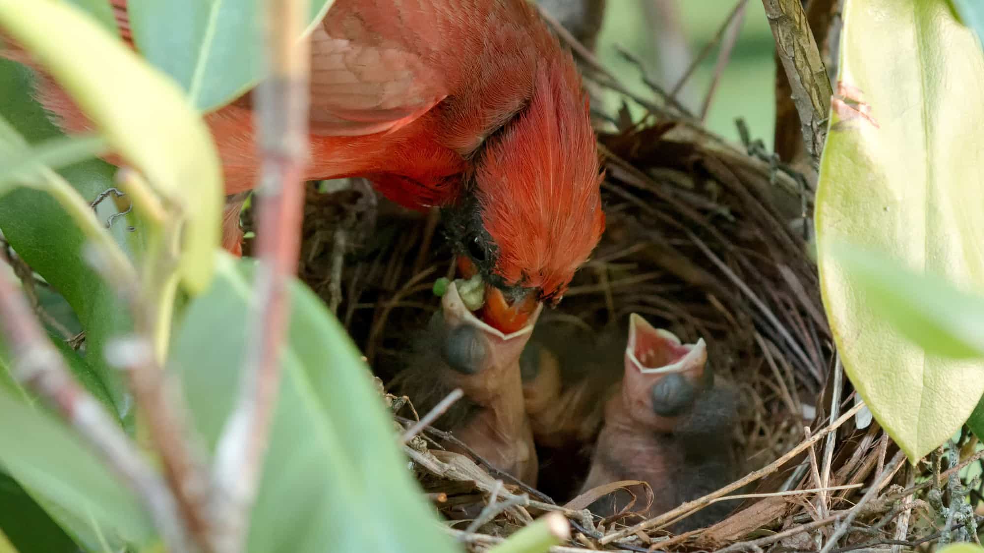 Male cardinal bird feeding his young in the nest