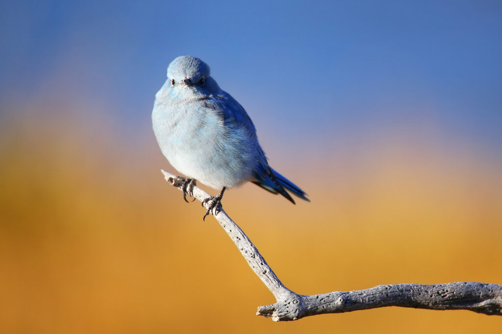 Male mountain bluebird (Sialia currucoides)