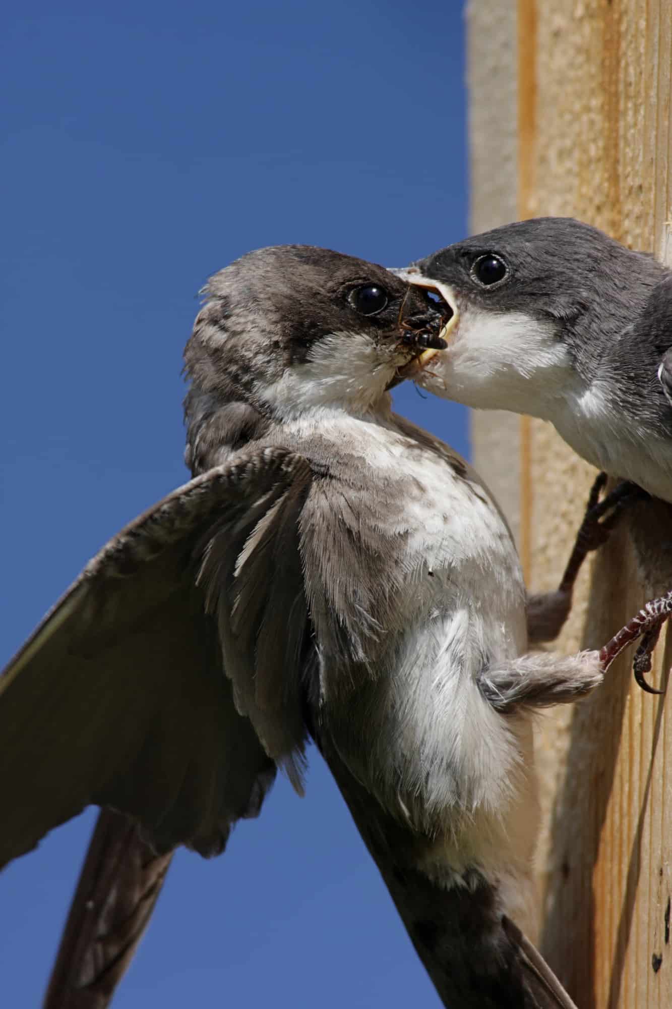 Mother Tree Swallow Feeding Baby