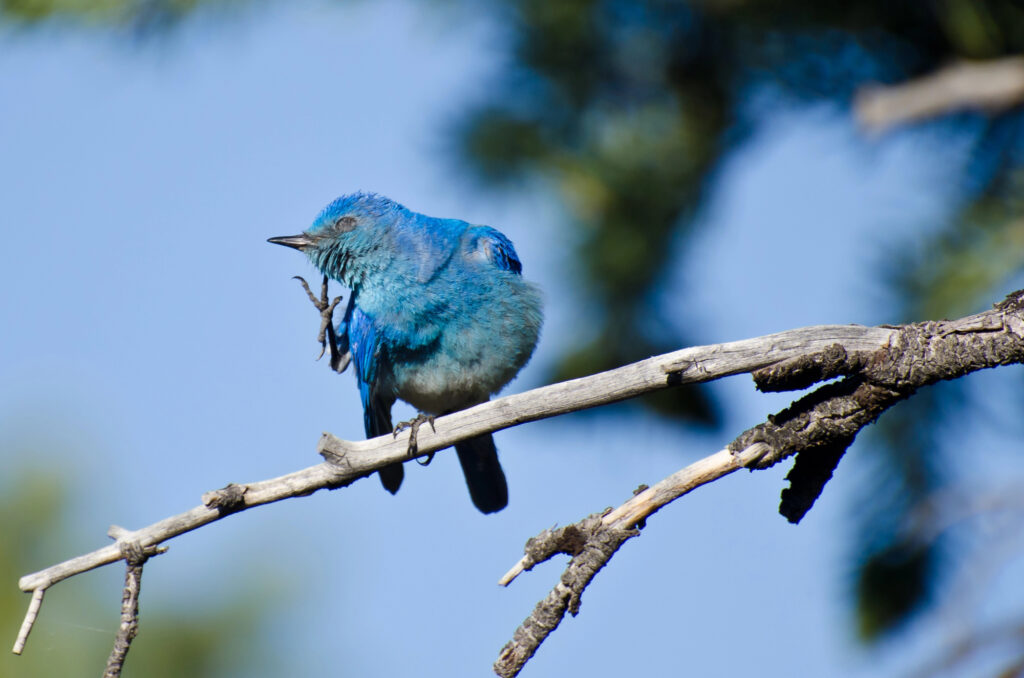 Mountain Bluebird Scratching an Itch