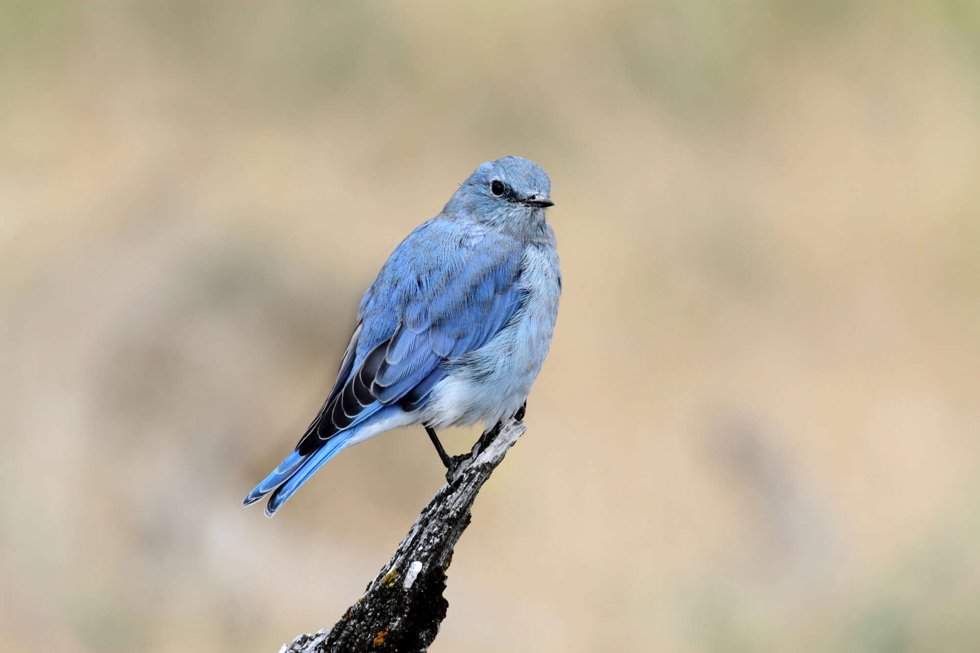 Mountain Bluebird