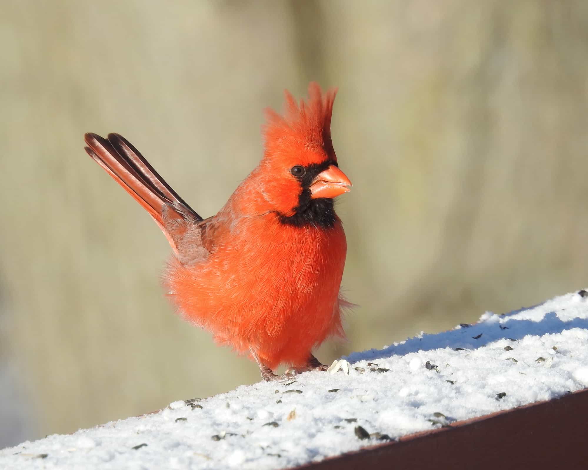 Northern Cardinal (Cardinalis cardinalis)