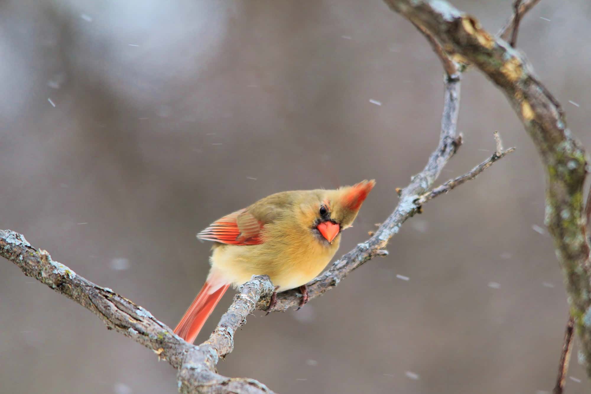 Northern Cardinal in Saint Louis, Missouri, USA