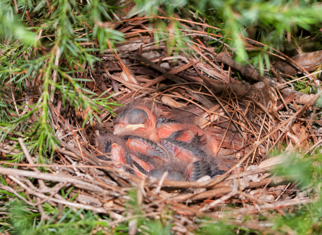 9 Adorable Signs Your Backyard Birds Consider You Family Now 1 Northern Cardinal nest