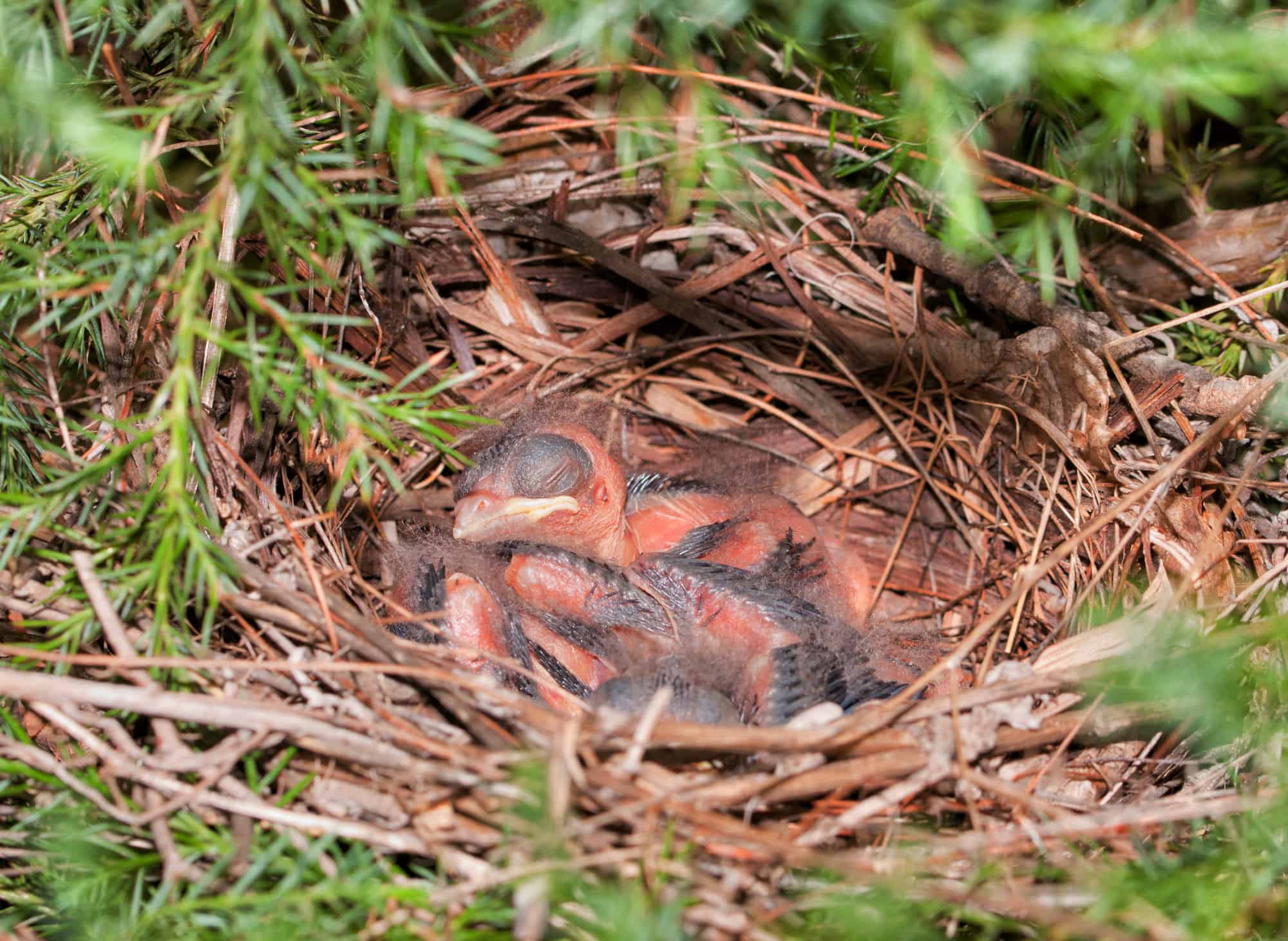 Northern Cardinal nest