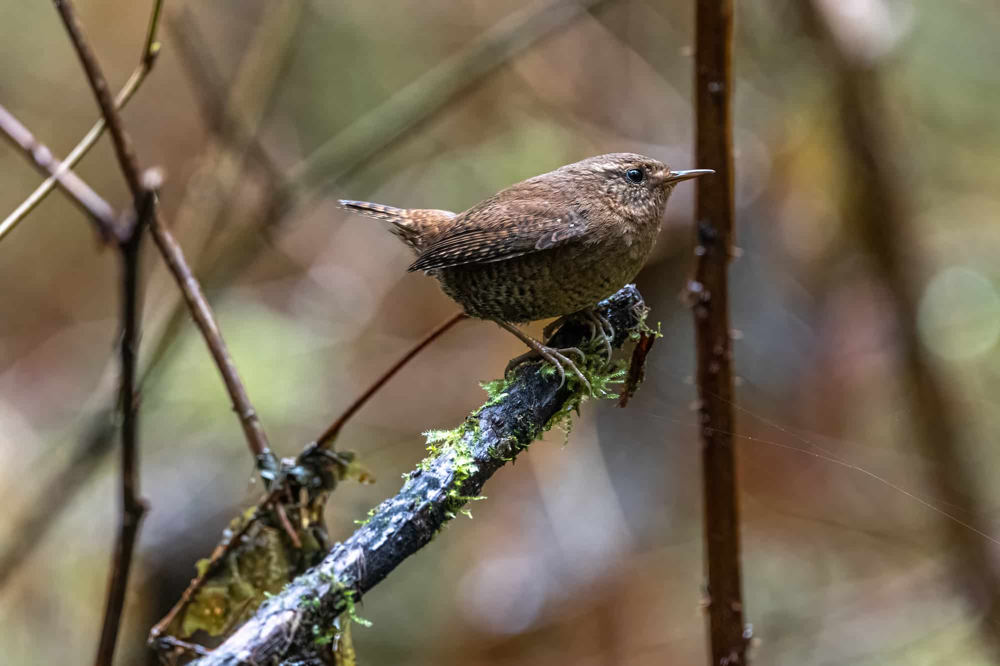 Pacific Wren