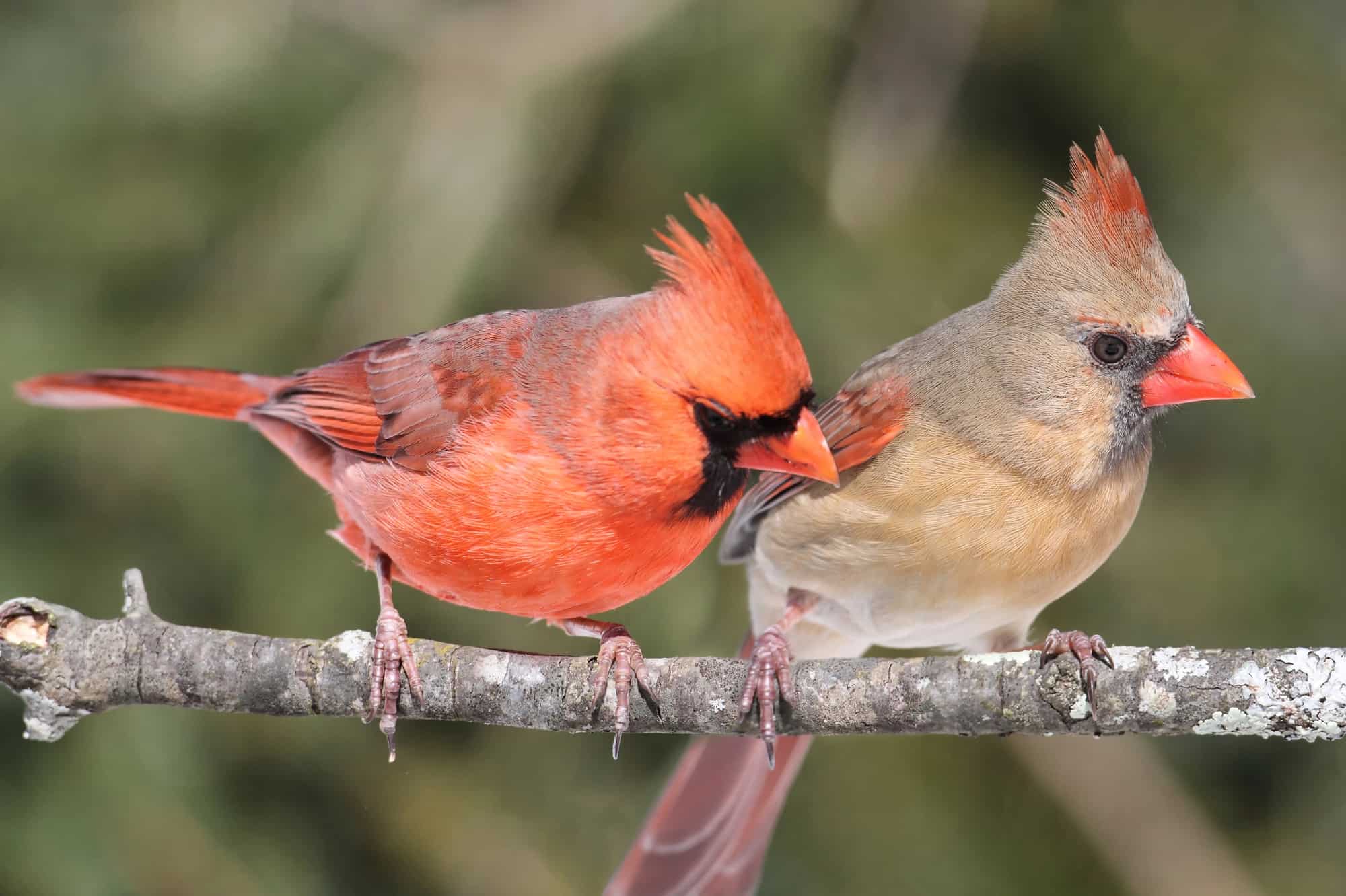 Pair of Northern Cardinals