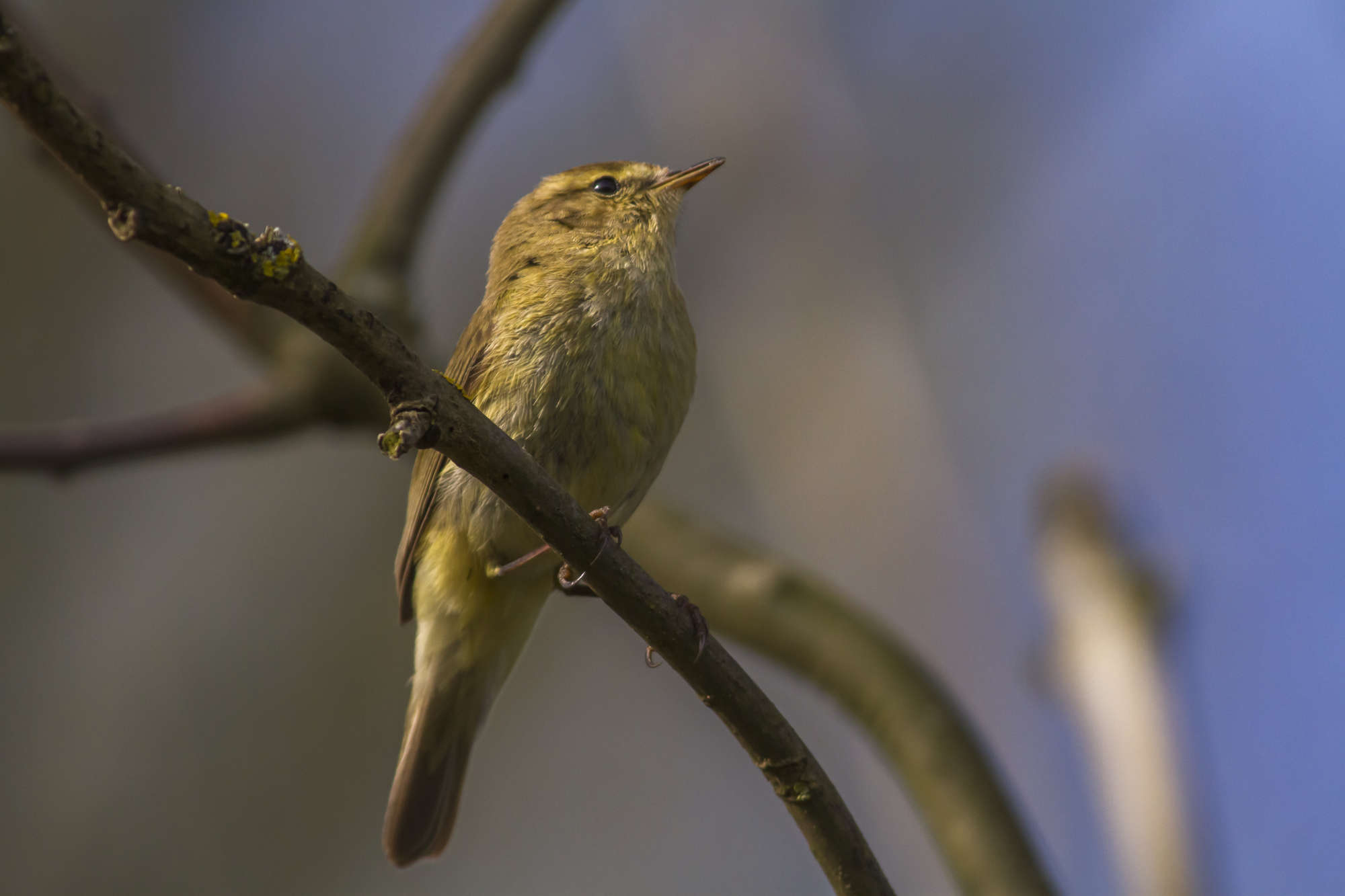 Phylloscopus borealis
