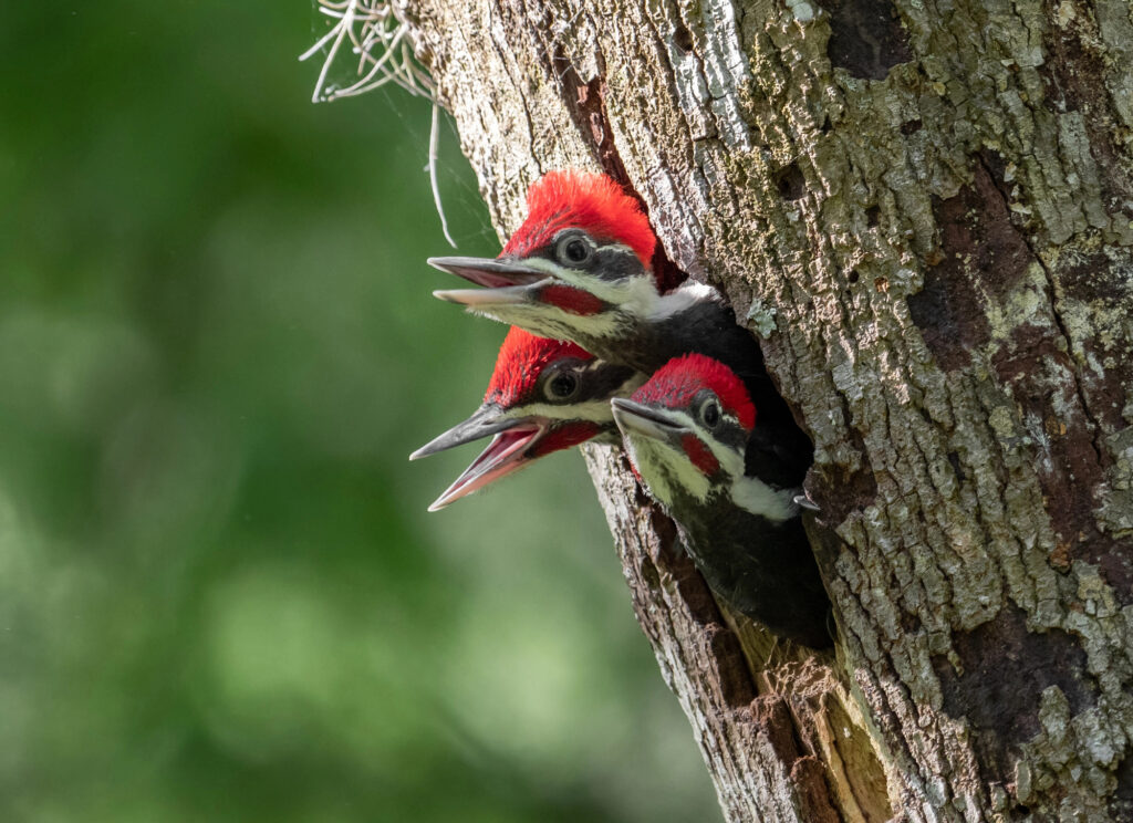 Pileated Woodpecker Nest in Florida