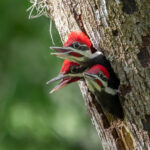 Pileated Woodpecker Nest in Florida