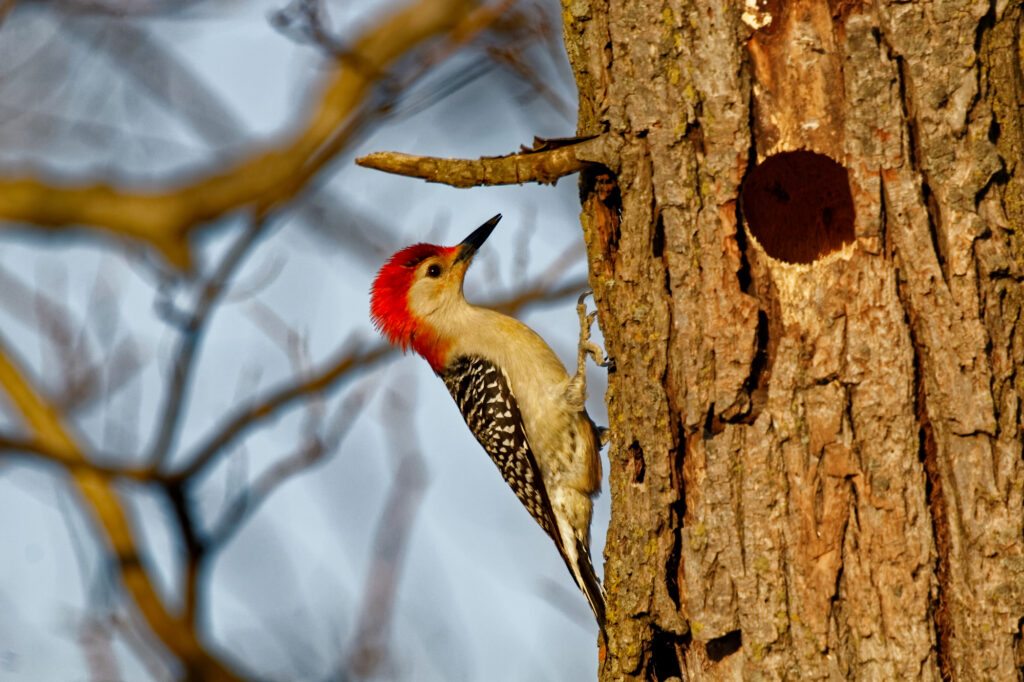 Red-Bellied Woodpecker By It's Hole