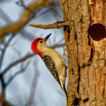 Red-Bellied Woodpecker By It's Hole