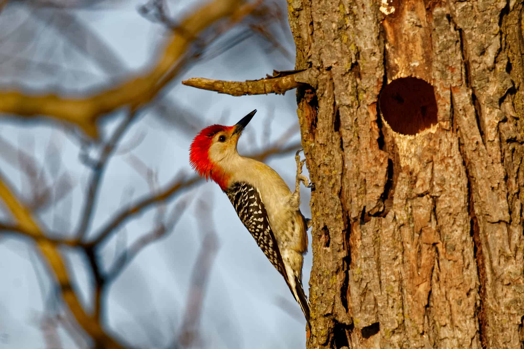 Red-Bellied Woodpecker By It's Hole